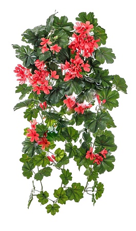 Герань ампельная (3 цвета) 20.1090PK