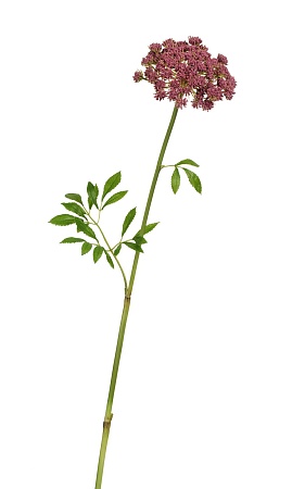 Анна королевская светло-бордовая 30.0617209LBR