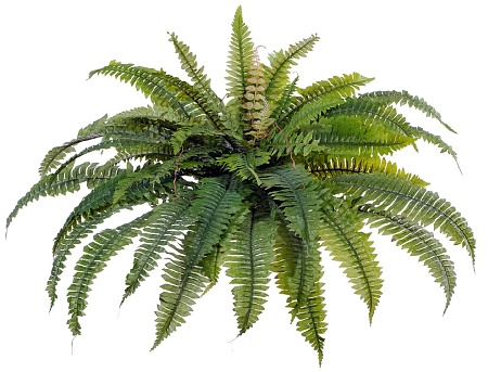 Папоротник Бостон 20.1324N