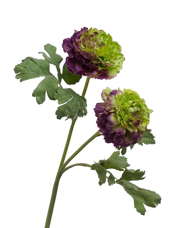 Ранункулус махровый св.зеленый с фиолетовым 30.031...