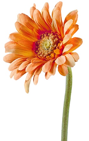 Гербера персиковая  30.0610037PCH