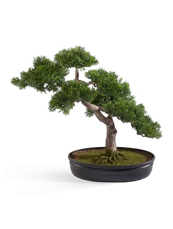 Бонсай Сосна-мини в кашпо 10.0209700