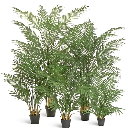 Пальма Арека Форест 170 см (28 веток) 1/1 10.01138...