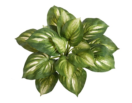 Хоста бело-зеленая большая 20.1150GW