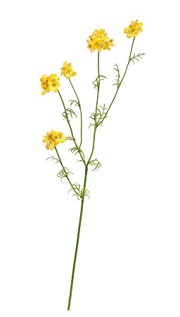 Ранункулюс Полевой желтый 30.0617212YL