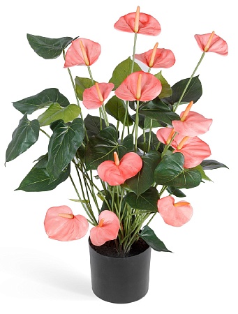 Антуриум Де Люкс большой куст нежно-розовый в-75 с...