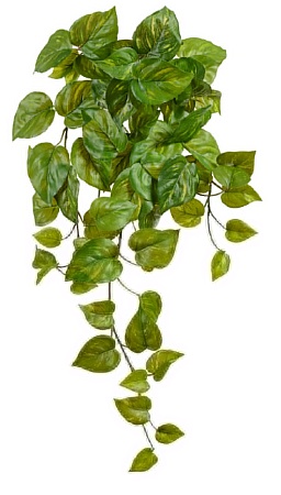Потос Ауреум ампельный малый (Sensitive Botanic) в...