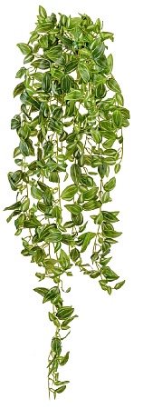 Традесканция бело-зелёная большая 90 см (серия MDP...