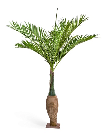 Бутылочная пальма 10.47211N