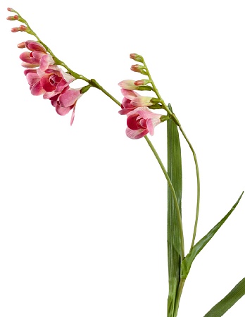 Фрезия темно-розовая 30.0610045PK