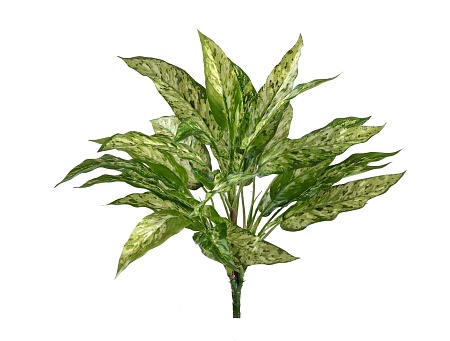 Куст Аглаонемы зелено-желтой 20.1121N