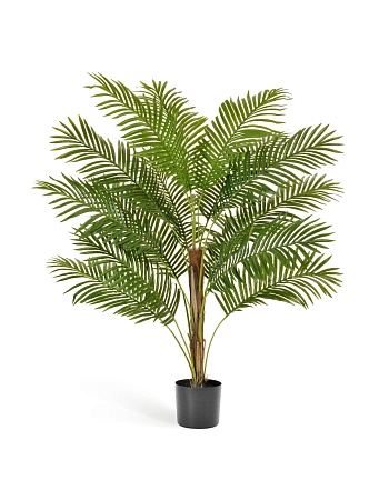 Пальма Арека Парадиз 10.11635N