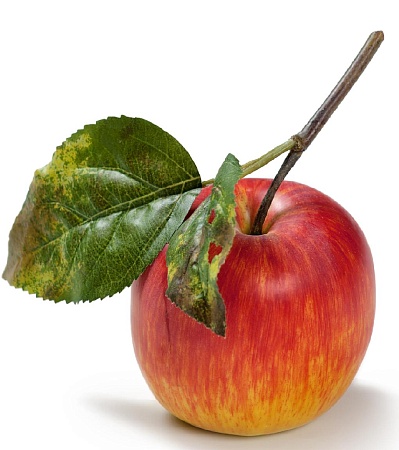 Яблоко красно-желтое на веточке 30.03110134RDYL