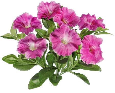 Петуния куст ярко-сиреневый в-20 см 7 цв 12/120 20...