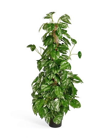 Потос куст 20.6203N