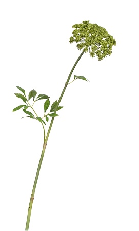 Анна королевская светло-зеленая 30.0617209LG