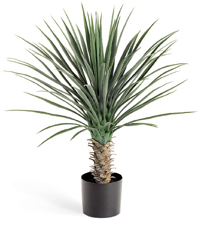 Юкка Рострата куст 80 см 2/2 10.47902N