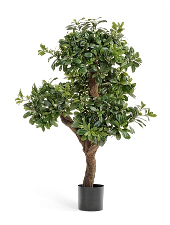 Питтоспорум горный  10.39904N