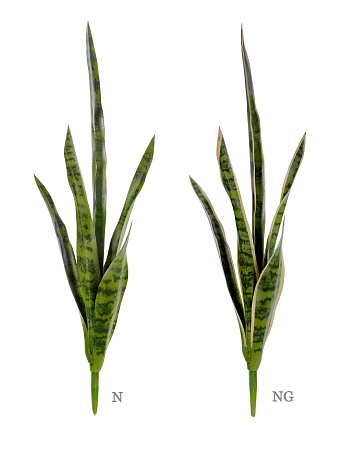 Сансевьера куст зеленый 20.1007N