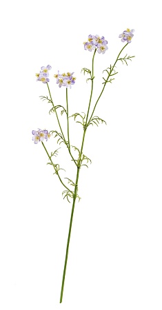 Ранункулюс Полевой нежно-розово-сиреневый 30.06172...