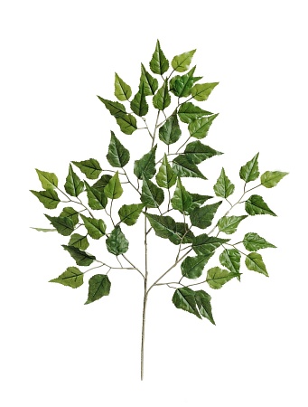 Ветка березы  20.1593N