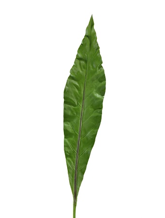 Лист Антуриума Король Джунглей 30.0610028