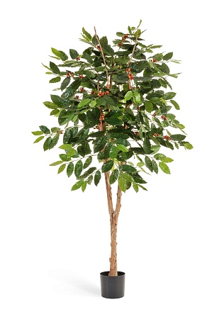 Кофейное дерево с плодами 10.38906FL