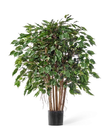 Фикус Бенджамина карликовый многоствольный 10.3270...