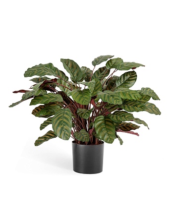 Калатея крупнолистная зелено-бордовая в горшке 20...