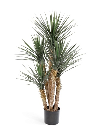 Юкка Рострата 5 стволов 10.48105PL