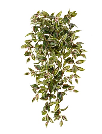 Традесканция зелено-бело-розовая ампельная большая...