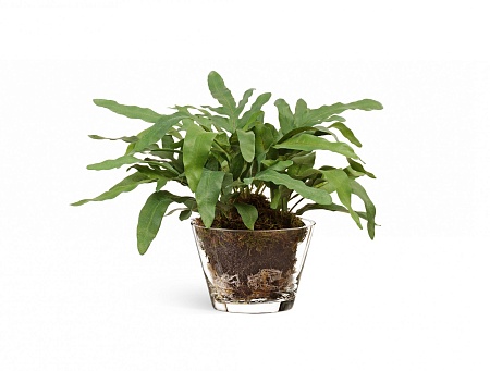 Rabbit Foot в стеклянной вазе с мхом, ...