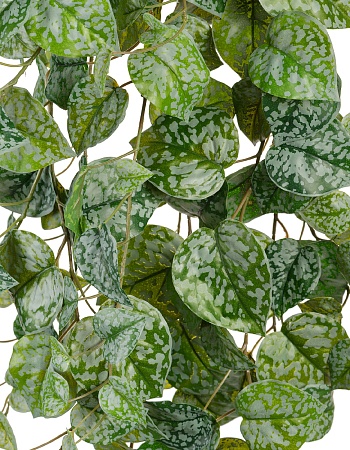 Сциндапсус Пиктус серебристо-зелёный Гигант в-170 ...