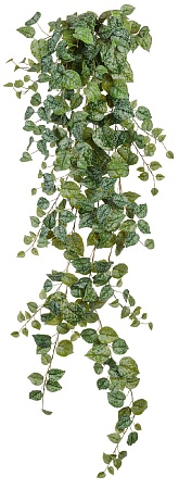 Сциндапсус Пиктус серебристо-зелёный Гигант в-170 ...