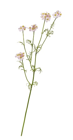 Ранункулюс Полевой нежно-сиреневый 30.0617212LPU