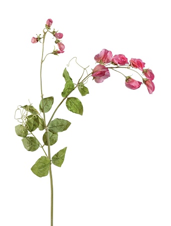 Цветной горошек ярко-розовый  30.03080090HP