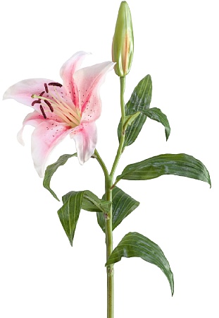 Лилия бело-розовая в-63, д-14 см 1цв 1бут 12/48 30...