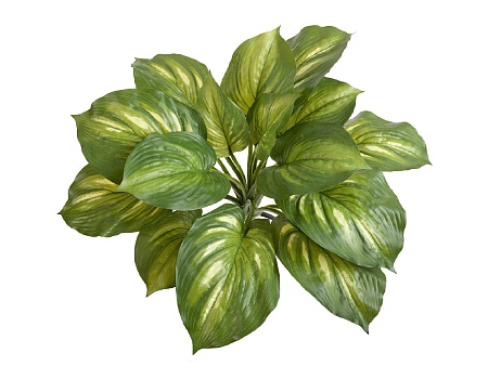 Хоста жёлто-зелёная большая (Sensitive Botanic) 20...