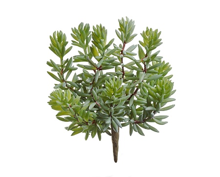 Суккулент Седум куст зеленый 20.091609