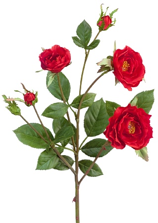 Роза Вайлд ветвь красная 30.0613111RD