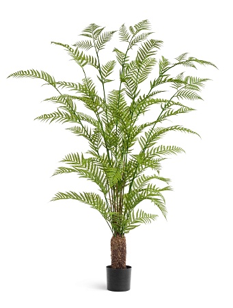 Папоротник Форест древовидный 10.56805N