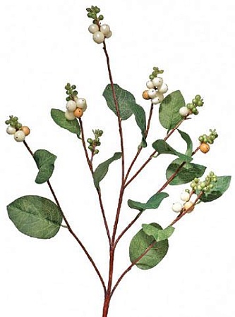 Ветка Снежноягодника  30.039017