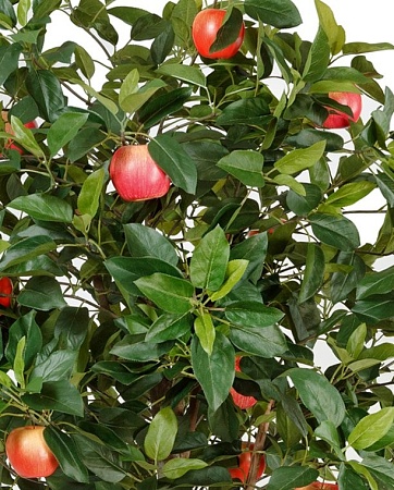 Яблоня 10.59506N