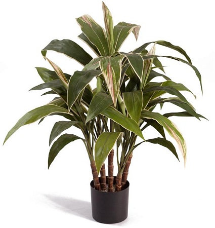 Кордилина в горшке (5 стволов) 20.6303N