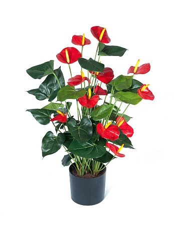 Антуриум Де Люкс большой куст красный в кашпо 20.1...