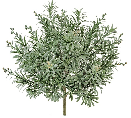 Кроссостефиум (Миллер) серо-зелёный куст со св.лим...